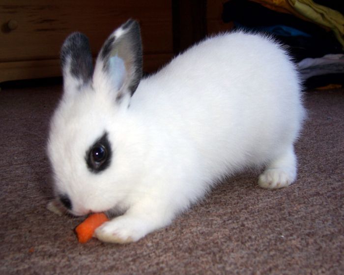 krolik_9.jpg