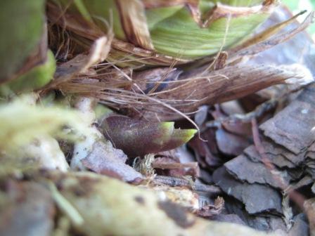 Cymbidium пыптик.jpg