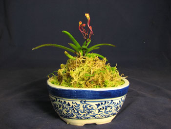 Neofinetia falcata Anzumaru.jpg