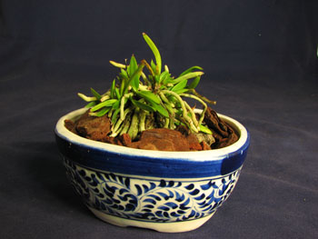 Neofinetia falcata Awaharibeni.jpg