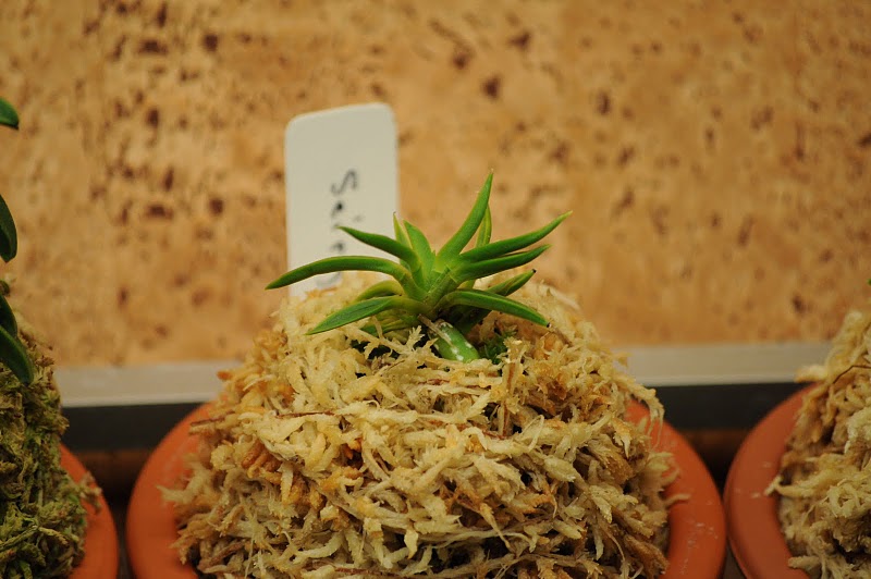 Neofinetia falcata 'Seiryujishi'