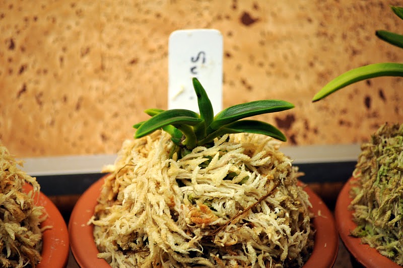 Neofinetia falcata 'Suminagashi'