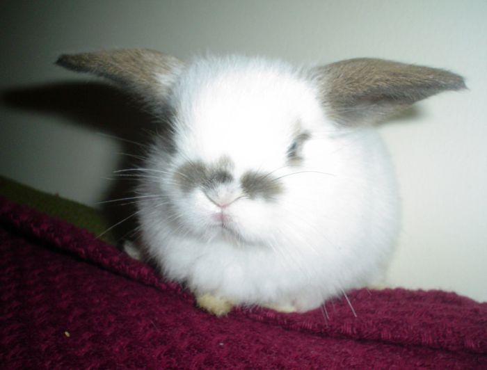 krolik_21.jpg