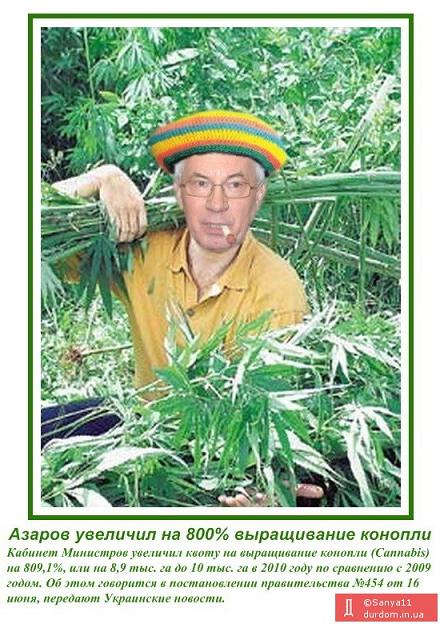 конопля.jpg