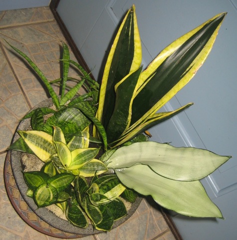 очень сложно выбрать ракурс дабы показать всех красавиц в полной красе