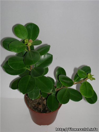 фото из иннета