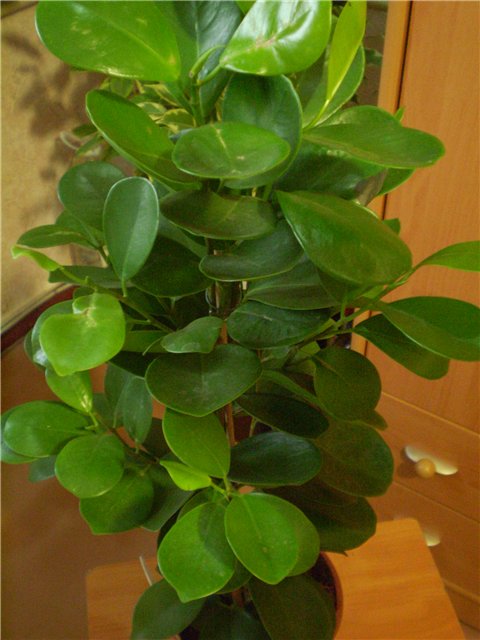 фото из иннета