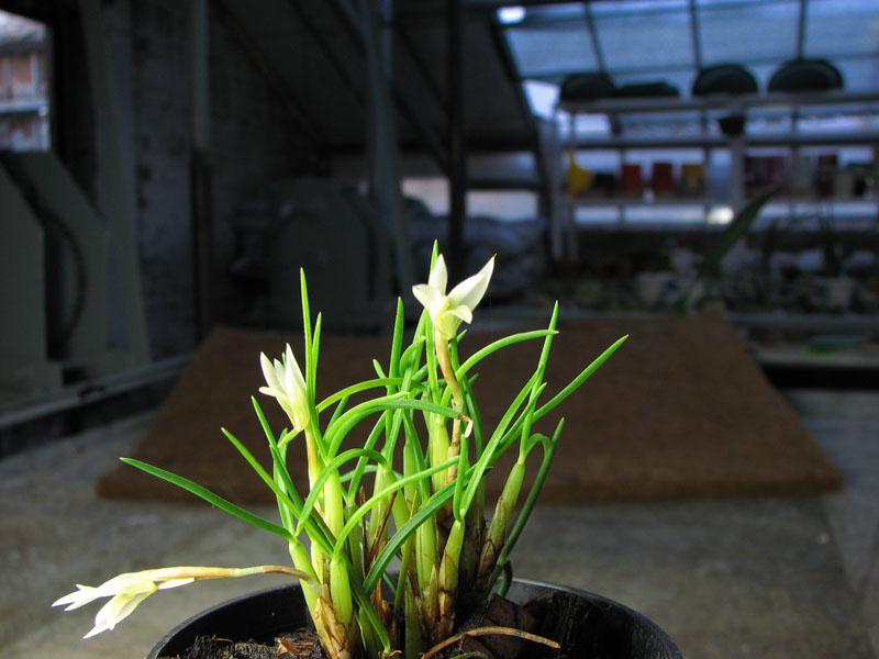 Maxillaria seidelii.jpg