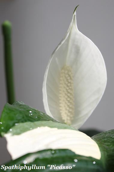Spathiphyllum Picasso.jpg