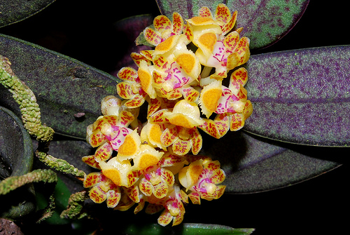 Gastrochilus minutiflorus.jpg