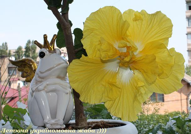 Летюча жаба 1.jpg