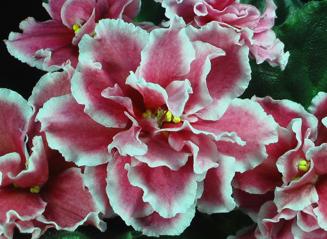 Крупные (6см) махровые и полумахровые чуть-волнистые малиново-красные цветы с широкой белой каймой. Насыщенно-зелёные листья. Яркий и нарядный сорт! (Описание Е. Коршуновой)