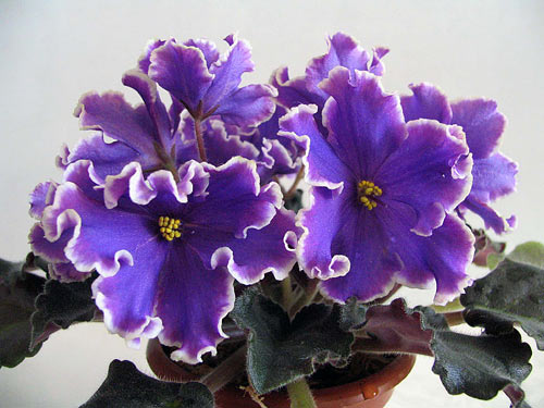 Темно-сливовые, простые и полумахровые звезды, по краям лепестков красно-фиолетовая обводка и гофрированный белый край. Слегка волнистая, темно-зеленая листва. (Не помню точно, но, по-моему, это описание с Диметриса...)