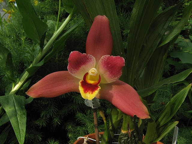 Lyc. Gayser Gold x Lyc. Capricorn Vulkan x Angcst Paul Gripp