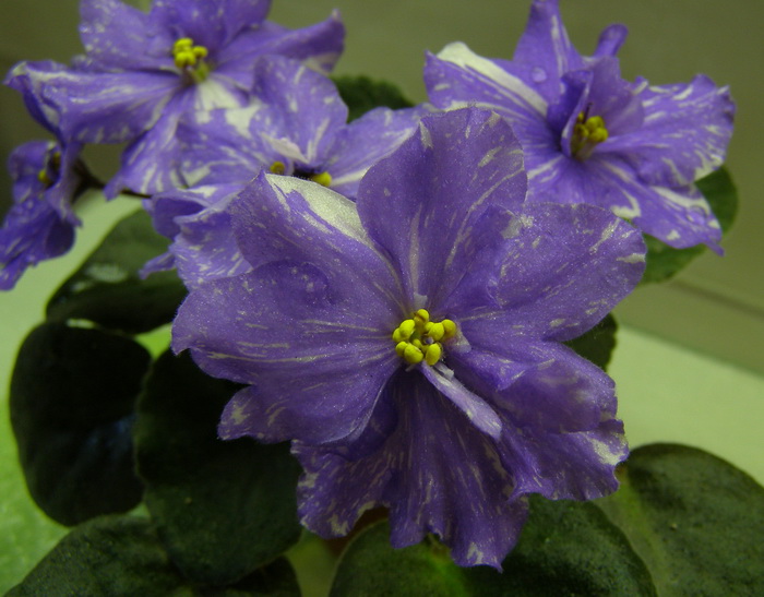 Rainbow's Quiet Riot1.jpg