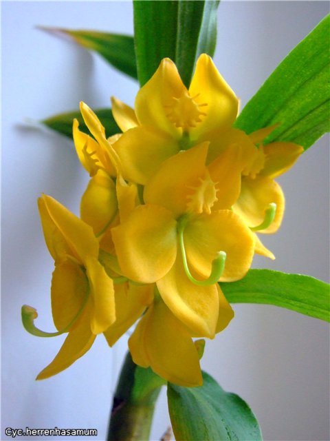 Cycnodes herrenhasamum.jpg