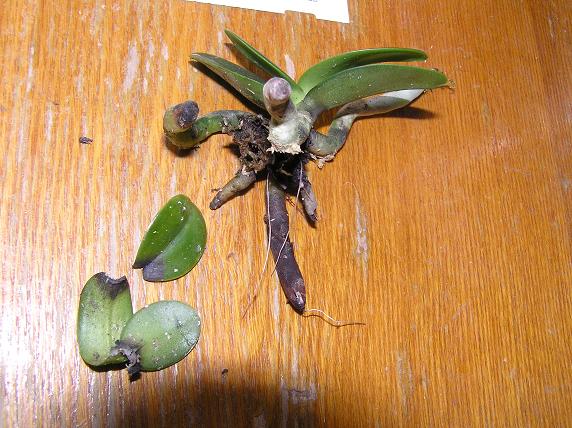 Сидерейке хуже всех