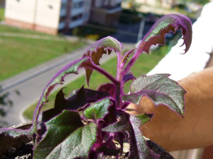 красивейший, но также безимянный