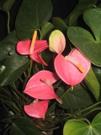 Копия IMG_0038.JPG