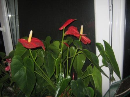 Копия IMG_0036.JPG