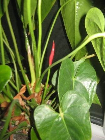 Копия IMG_0037.JPG