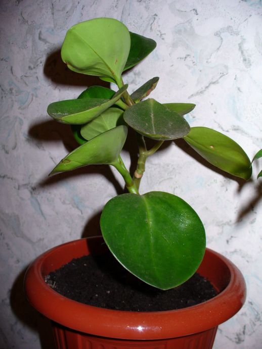 аналогичный неизвестный