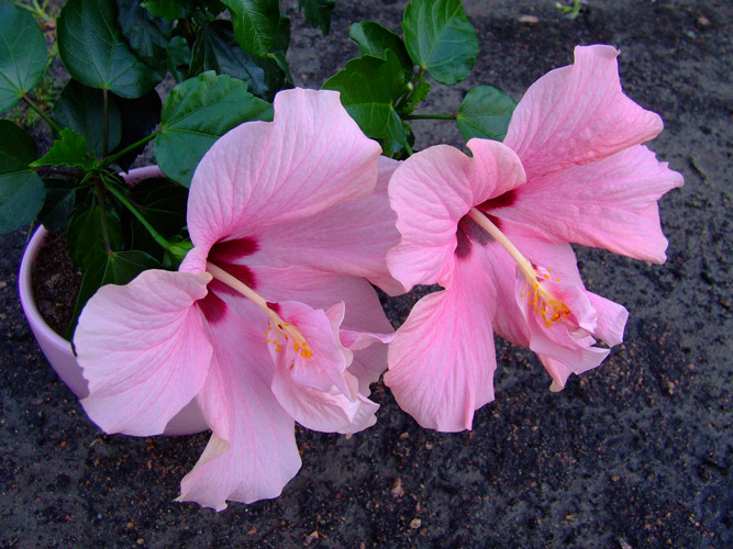 Мой гибискус чудит, но так красиво!