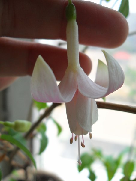 аннабелька