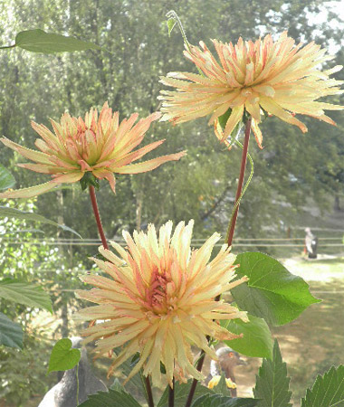 Георгинка 8.jpg