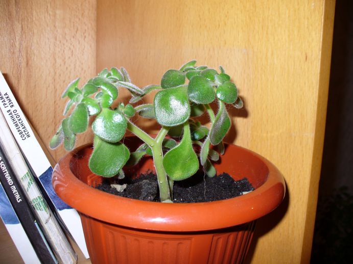 вот такая прелесть. покупала - говорят &amp;quot;цветок любви&amp;quot; аналог денежному дереву