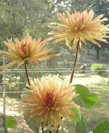 Георгинка 6.jpg