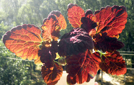 колеус Чёрный дракон 4.jpg