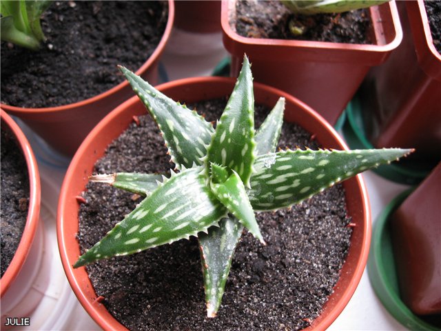 Алое Юкунда.jpg