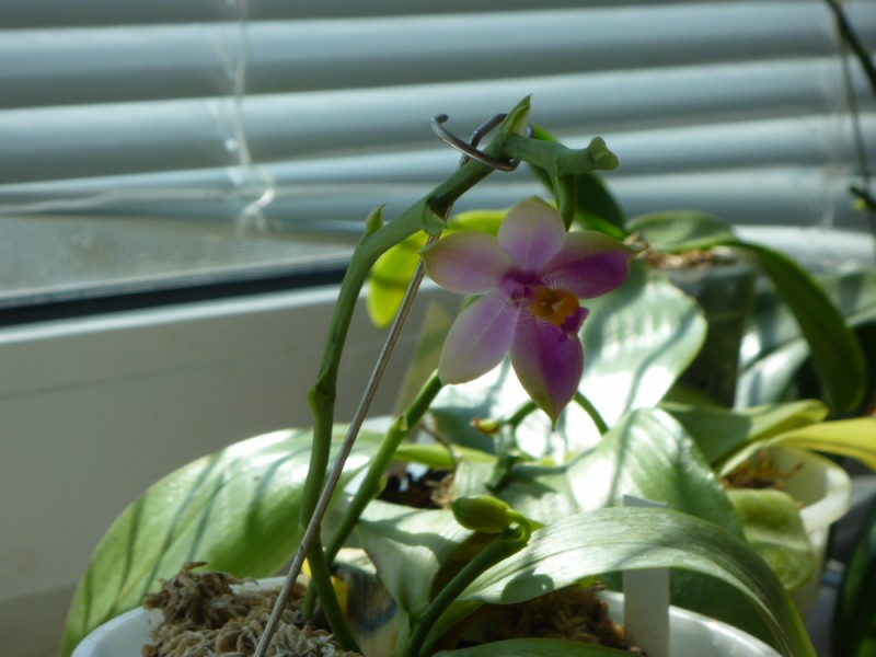 P1010087 [800x600].JPG