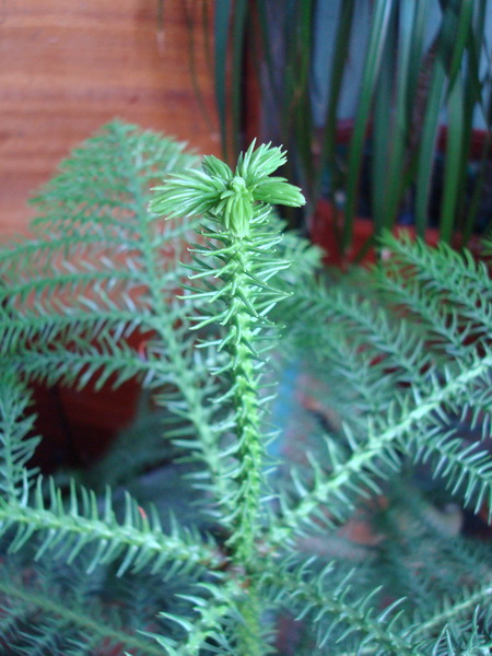 DSC03927_новый размер.JPG