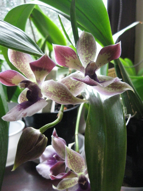 ZYGOPETALUM RHEIN BLUE ANGEL.jpg