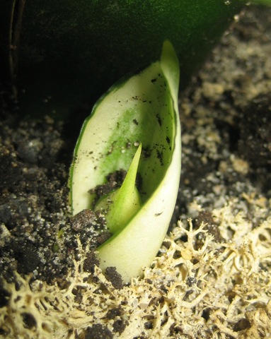 милый детеныш :))))