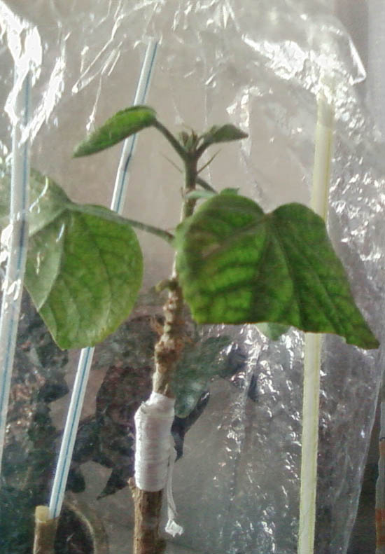 А это неделю назад: уже заметно ожившая и радующая!