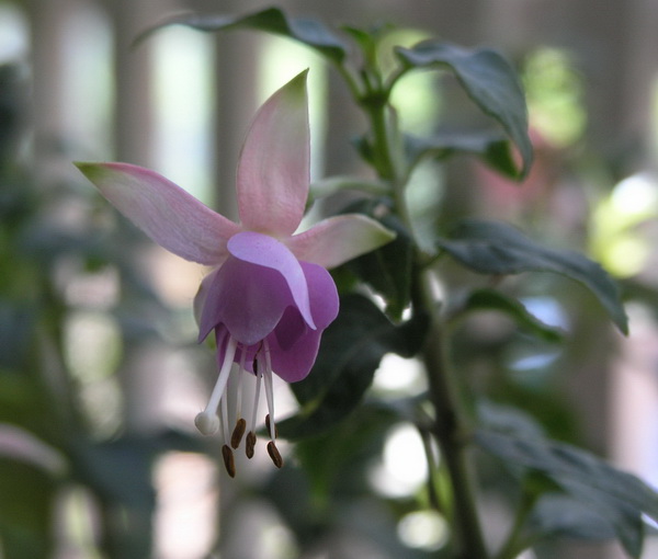 Это наверно &quot;Diana, Princess of Wales&quot;