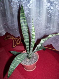 Сансевиерия .jpg