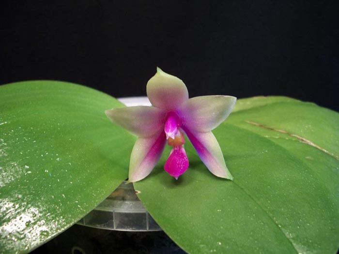 phal. violacea..jpg