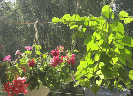 Балкон общий вид.jpg