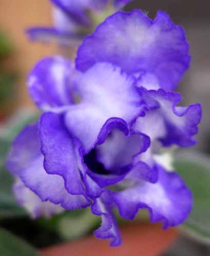 Очень крупные выемчатые белые звезды с широкой каймой и центром синевато-пурпурного цвета легко достигают 7 см. Сильные высокие цветоносы. Крупная зеленая розетка