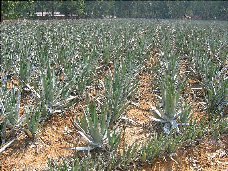 АЛОЕ ВЕРА 800px-Aloe_fields.jpg
