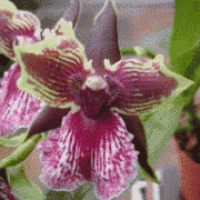 вот фото поставщика для Светы