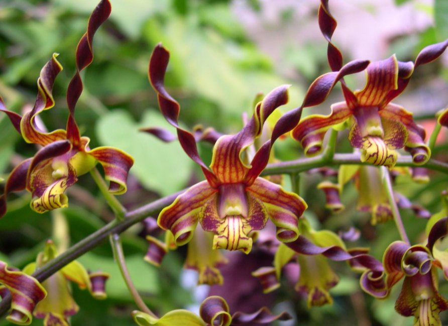 Dendrobium cochliodes.jpg