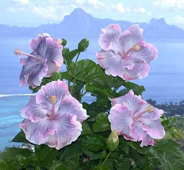 Tahitian Princess.jpg