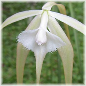 Brassavola cucullata.jpg