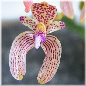 Bulbophyllum ancep.jpg