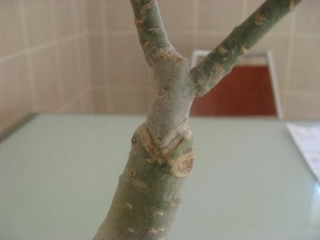 это растение прошлого года